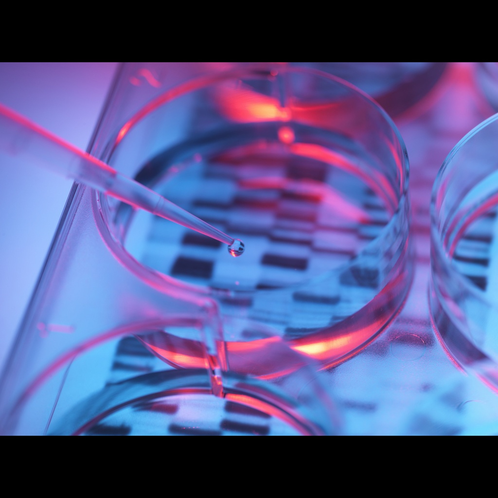 pCDHsize:CMVsize:MCSsize:EF1size:RFP+Puro cDNA Cloning and Expression Vector size: 10 ug