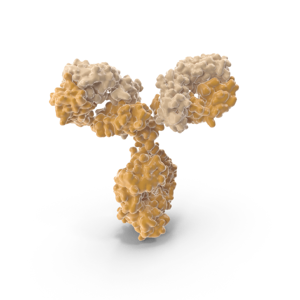 rgpA Antibody, 50  µg