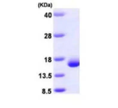 [MC07-050] Recombinant Human Galectin 2, His Tag -50 ug