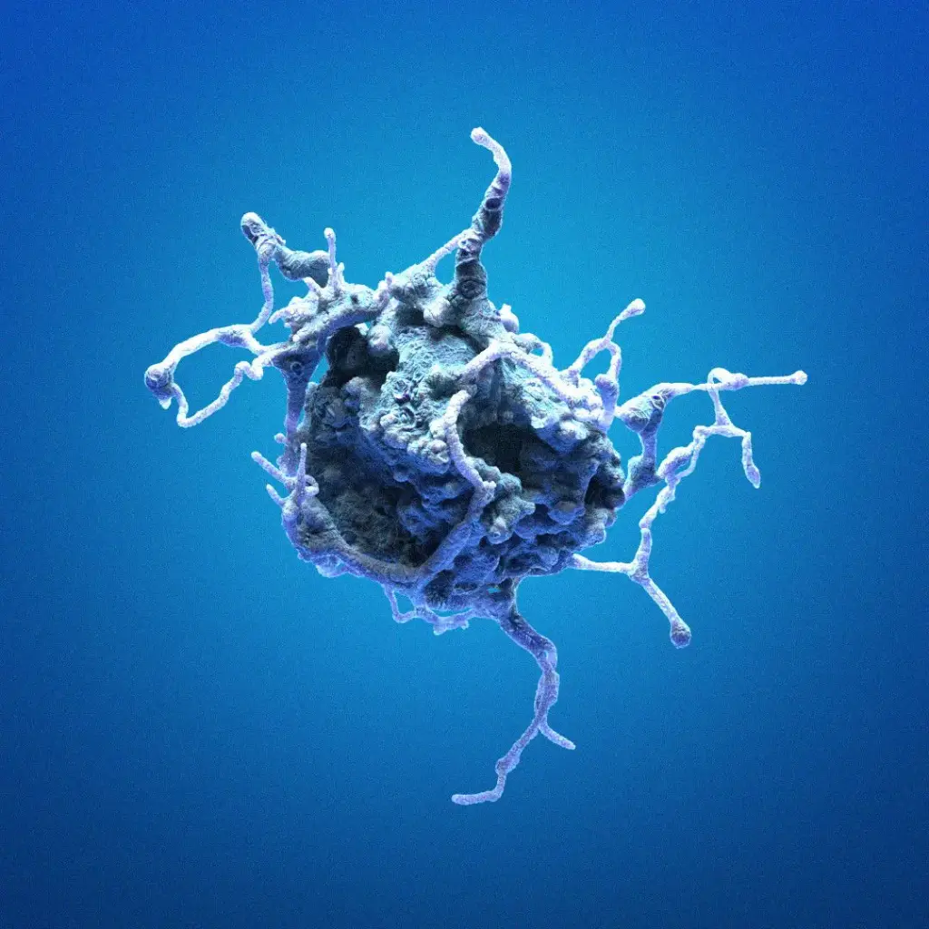 HK-2xCRISPR-CAP-D2-mEGFP Cells