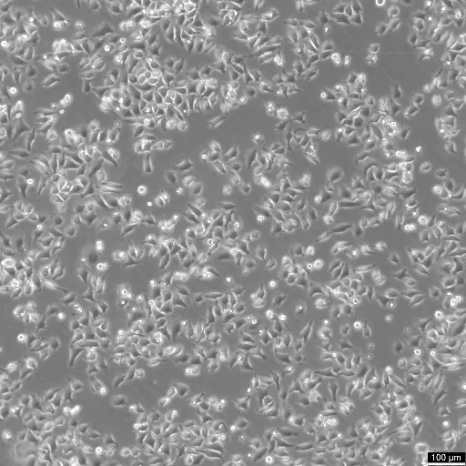 [GEN300656-MA] HK-CRISPR-mEGFP-Nup153 Cells