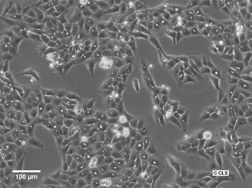 [GEN300461-MA] U2OS-CRISPR-NUP96-mMaple Cells